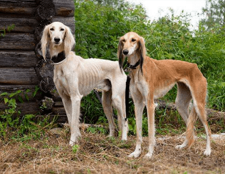 细犬刚出生怎么喂,来了解下吧 细犬刚出生怎么喂,来了解下吧