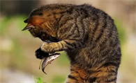 宠物猫吃鱼吗有营养吗