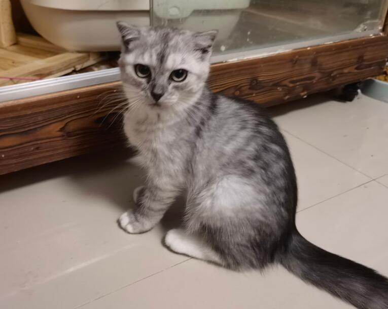 银渐层与布偶猫的后代