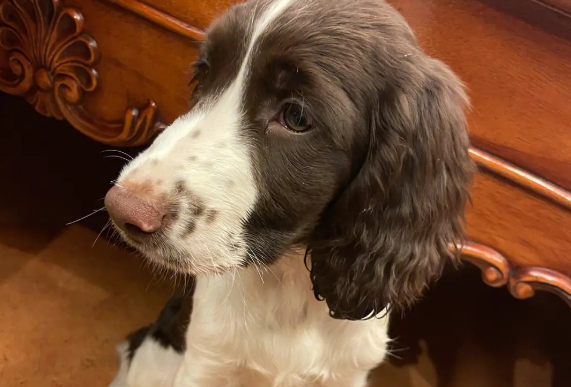 史宾格犬适合家养吗