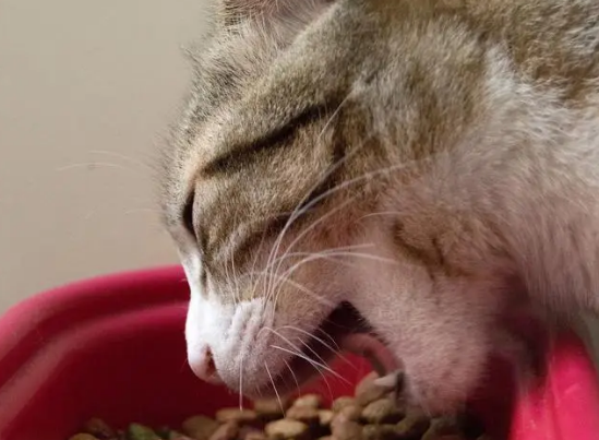 猫咪吃食后呕吐怎么办