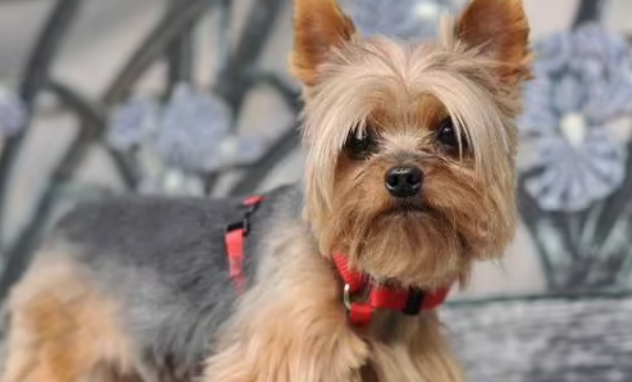 澳大利亚梗犬幼犬图片 澳大利亚梗犬幼犬图片