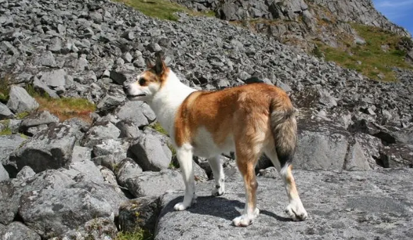挪威伦德猎犬耳朵护理方法是什么？这样做最好