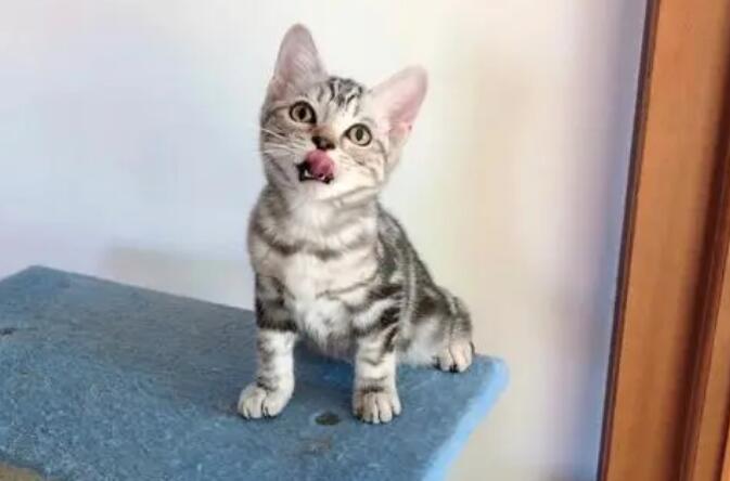 小猫美短价格是多少 小猫美短价格是多少