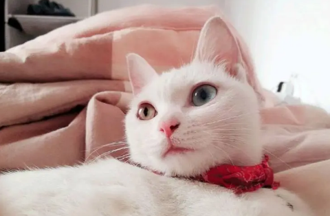 捡到异瞳猫有财运