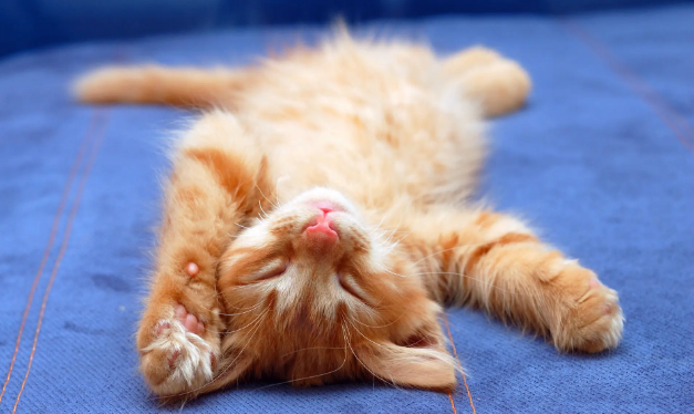 猫摔后多久过危险期