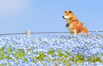 柴犬多大不长了 柴犬多大不长了
