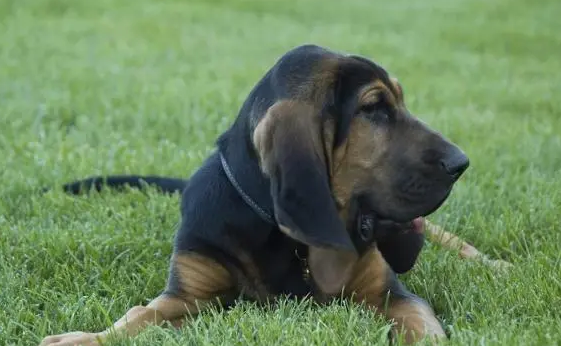 最强的十种猎犬