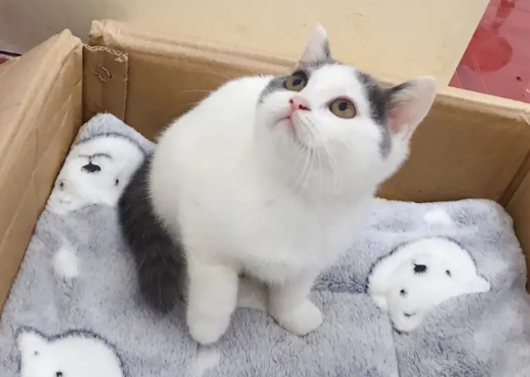 蓝白净梵猫价位多少钱一只