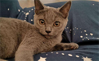 新手养蓝白还是蓝猫