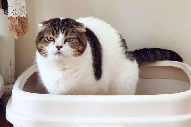 猫小便红色是什么原因