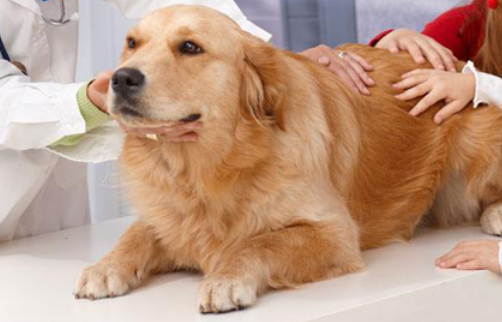 犬窝咳好转的表现