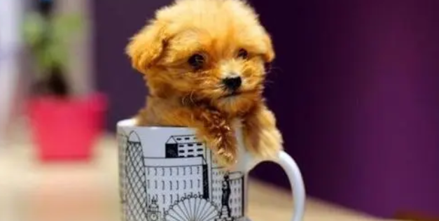 茶杯犬原本长什么样子呢 茶杯犬原本长什么样子呢