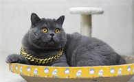 蓝猫有几岁的智商