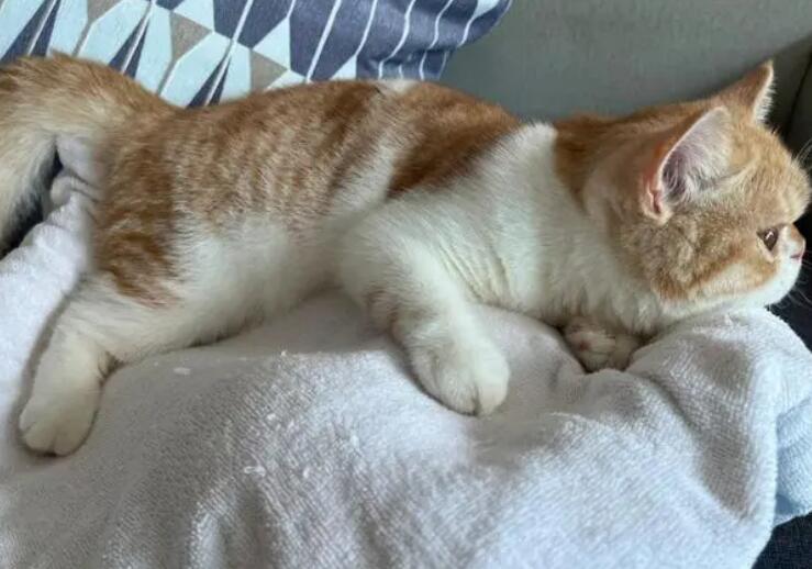 猫摸着热热的正常吗 猫摸着热热的正常吗