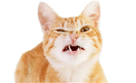 猫咳嗽是什么样子
