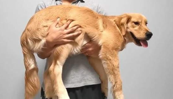 为什么狗狗不喜欢抱抱 为什么狗狗不喜欢抱抱