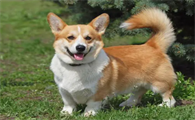 柯基犬特点介绍