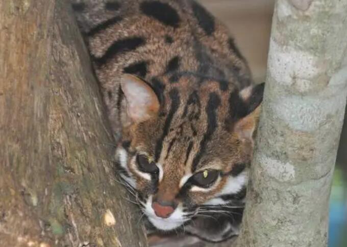 豹猫骨头泡酒壮阳补肾吗 豹猫骨头泡酒壮阳补肾吗