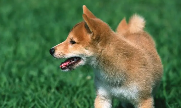 狗狗的尿为什么是白色的 狗狗的尿为什么是白色的