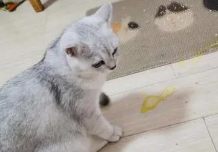 猫咪吐黄水没有精神不吃东西 猫咪吐黄水没有精神不吃东西