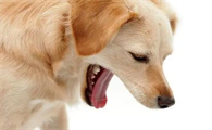 狗狗吐白沫会自愈吗