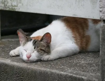 怎么判断流浪猫有没有传染病,看这里~ 怎么判断流浪猫有没有传染病,看这里~