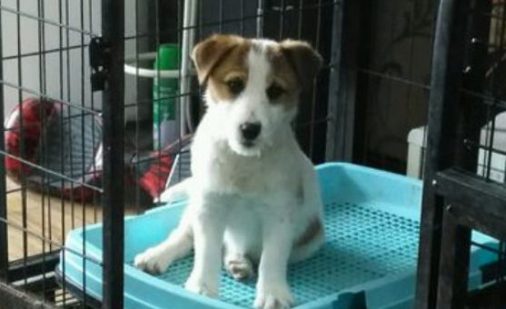 为什么没人愿意养杰克罗素