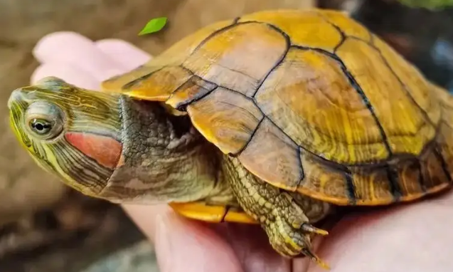 10元以下的小宠物