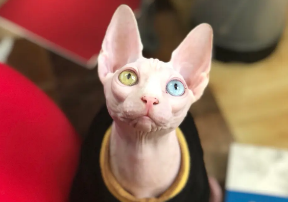 异瞳无猫毛价格多少钱