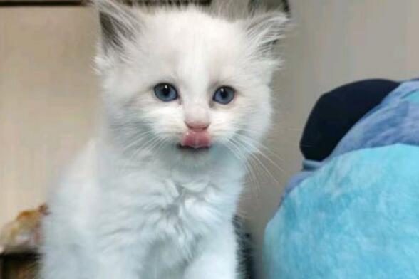 猫咪哪个部位不能摸