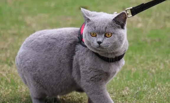 英短蓝猫生气的表现 英短蓝猫生气的表现