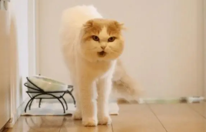摆弄猫咪尾巴为什么会叫个不停