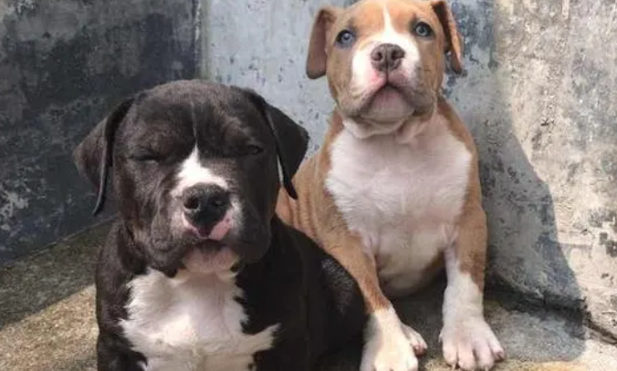 斯塔福犬会咬主人嘛