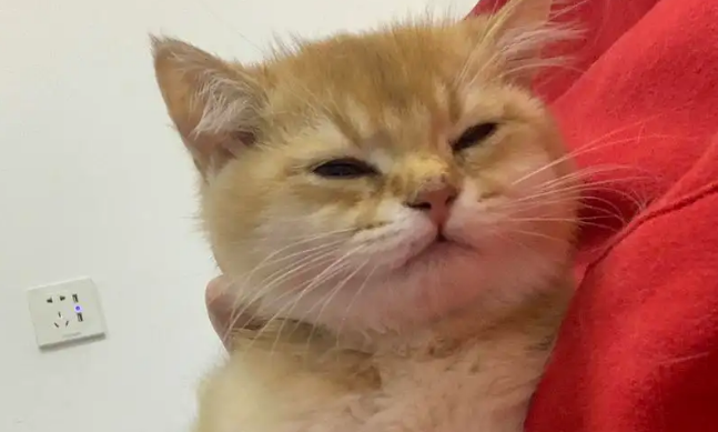 猫咪肠胃炎吐黄水怎么办