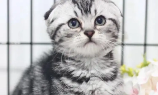 蒜头公主是折耳猫吗