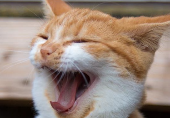 佛说猫的灵性都有哪些? 佛说猫的灵性都有哪些?