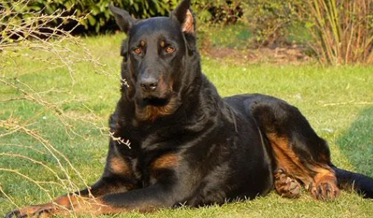 法国狼犬耳朵怎么清洁?清洁方法是什么? 法国狼犬耳朵怎么清洁?清洁方法是什么?