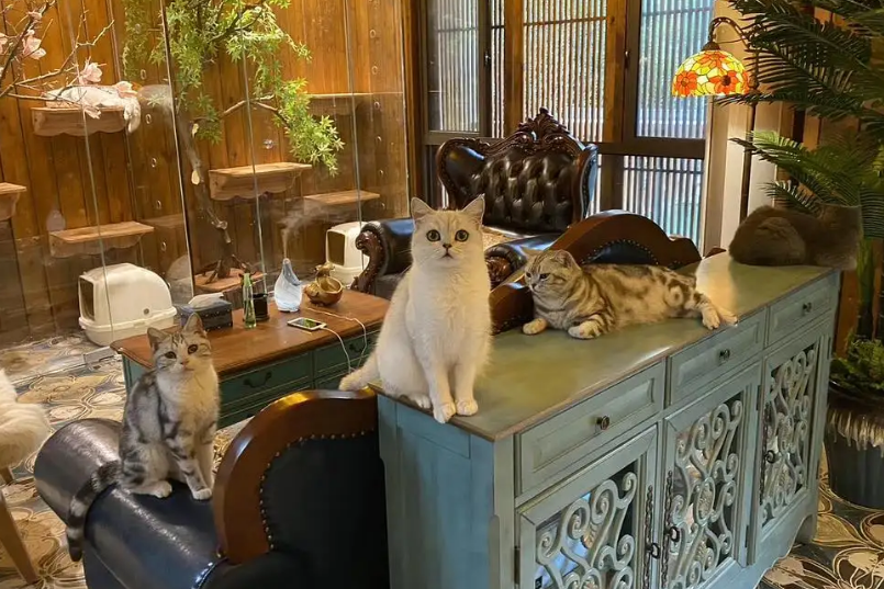 北京十大顶级猫舍-宠物网