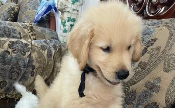三百元能买一只金毛幼犬吗