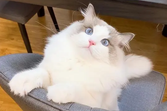 猫咪为什么喜欢看着东西