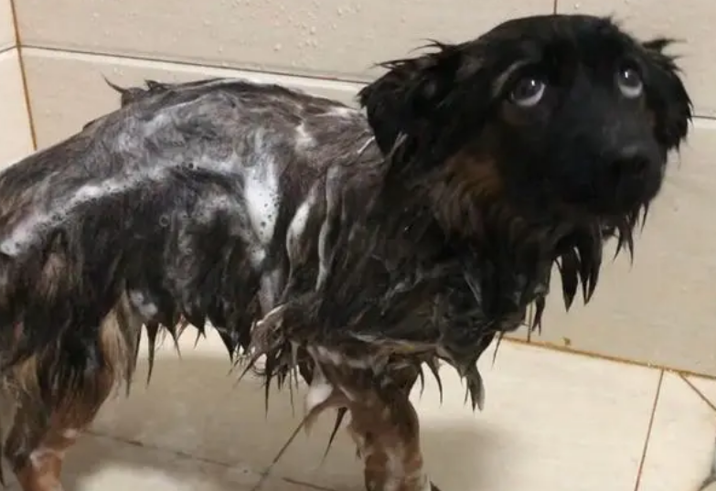 怎么给中华田园犬洗澡?具体方法如下。 怎么给中华田园犬洗澡?具体方法如下。