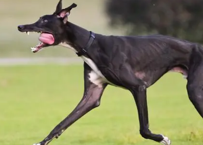 灵缇犬什么颜色最贵-宠物网