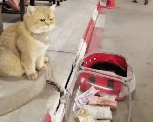 将猫放在路边去买个东西，回来后愣在了原地：凭实力养活自己？