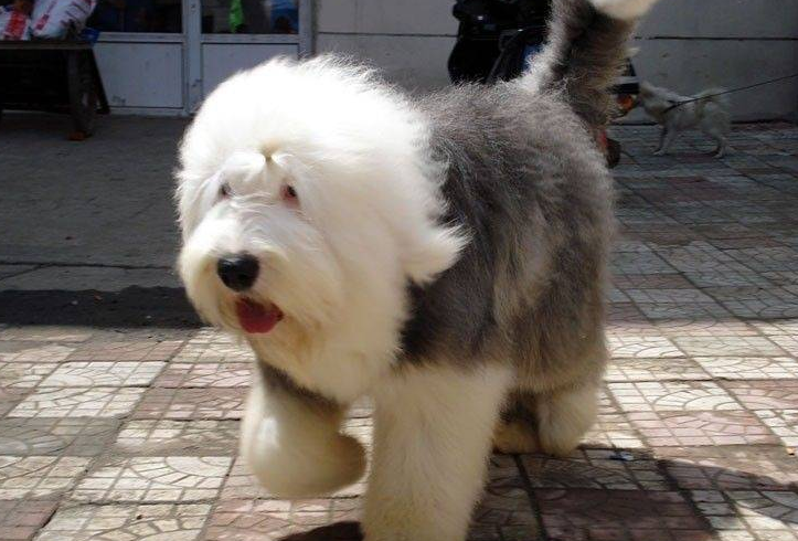 古牧犬哪里有卖的