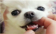 有些狗狗没有牙齿是为什么