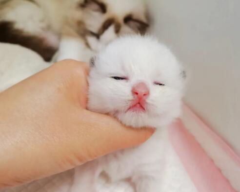 小奶猫高处摔下内伤表现?你留意到了吗? 小奶猫高处摔下内伤表现?你留意到了吗?