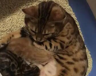 豹猫和加菲猫的孩子长什么样