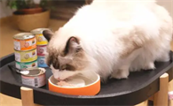 布偶猫吃什么牌子罐头好