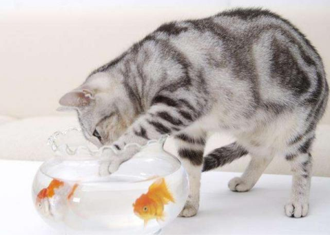 猫会抓鱼缸里的鱼吗